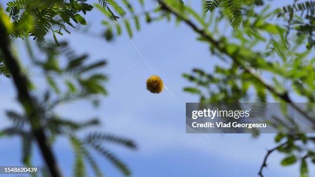 you keep me hanging on - keep imagens e fotografias de stock