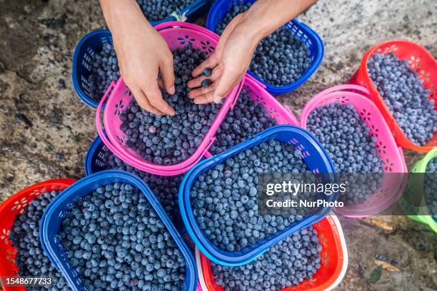 Villager packs blueberries in Bijie city, Guizhou province, China, July 23, 2023.