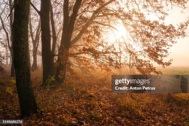 first sunbeams in the fog in autumn forest - ulmaceae stock pictures, royalty-free photos & images