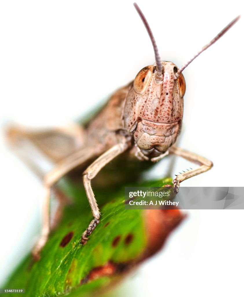 Grasshopper