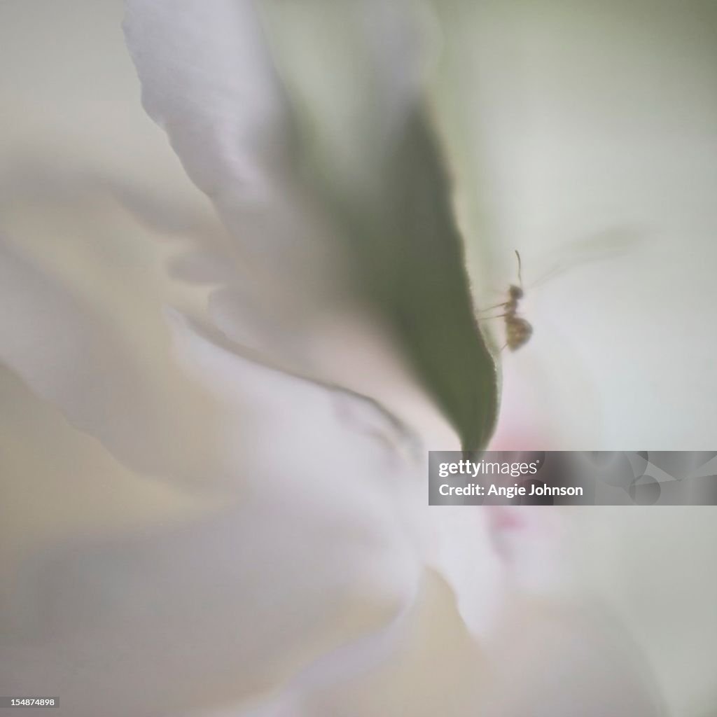 Ant on flower