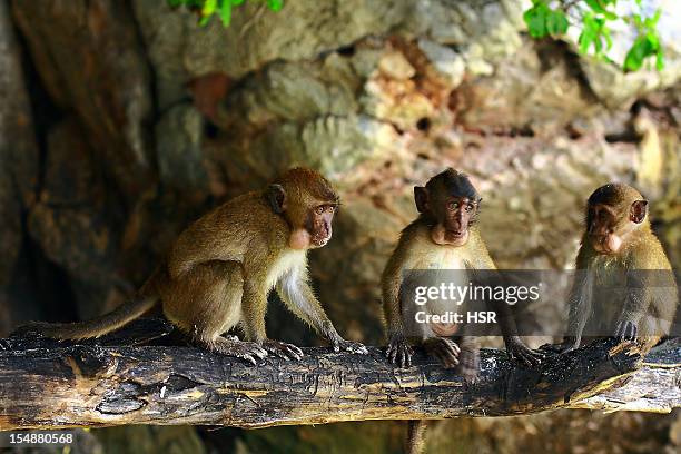 three wise monkeys - 3 wise monkeys stock-fotos und bilder