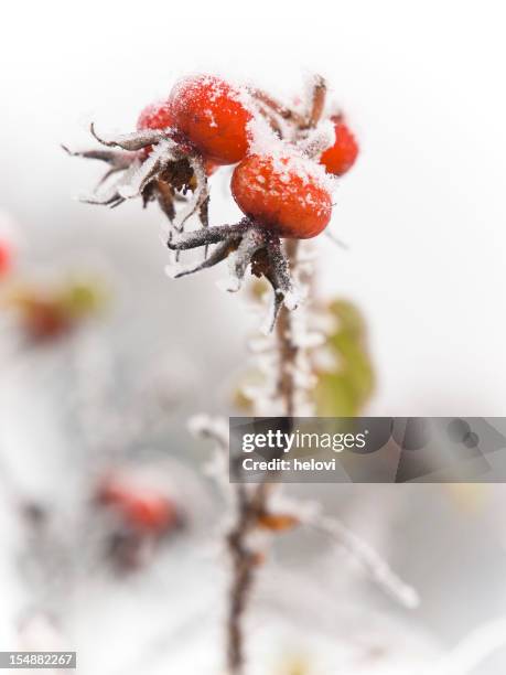 rose hips under light snow - rose hip stock pictures, royalty-free photos & images