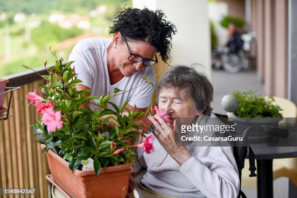 mujer mayor con un pulgar verde oliendo hermosas flores florecientes - residential care fotografías e imágenes de stock