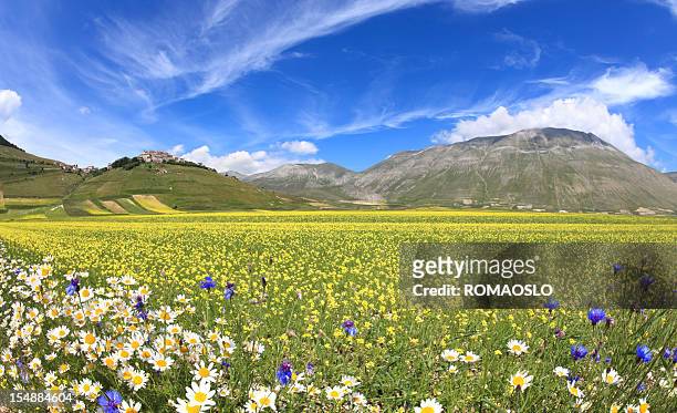 oilseed and rapeseed field in monte vettore in umbria, italy - castelluccio stock pictures, royalty-free photos & images