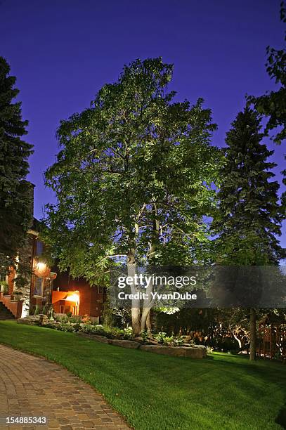 portrait of a large tree on a manicured lawn at night - garden lighting stock pictures, royalty-free photos & images