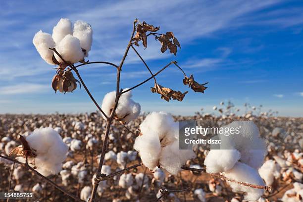 cotton in field ready for harvest - organic cotton stock pictures, royalty-free photos & images