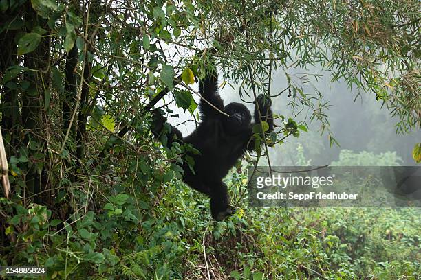 giovane gorilla di montagna appeso su una trunk ruanda bambù - mountain gorilla foto e immagini stock