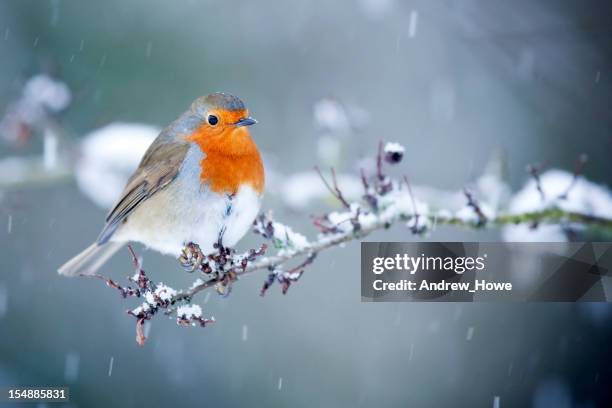 robin in snow fall - robin stock pictures, royalty-free photos & images