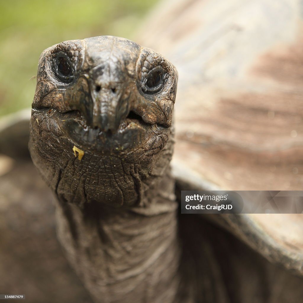Tortoise Head
