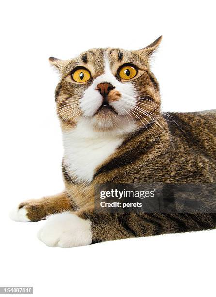 surprised cat - striped cat stock pictures, royalty-free photos & images