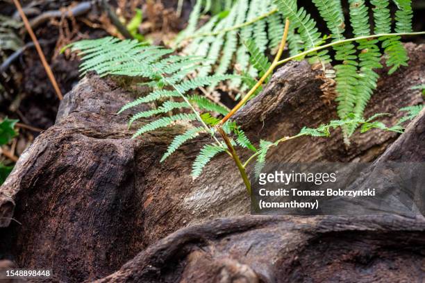 fern and tree roots - fiddlehead stock pictures, royalty-free photos & images