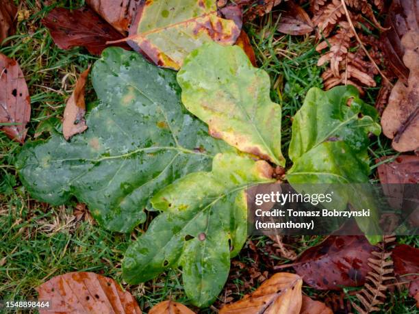 autumn's radiant tapestry: autumn oak leaves - common oak stock pictures, royalty-free photos & images