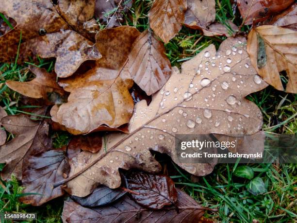 nature's jewels: brown leaves with rain drops - forest floor stock pictures, royalty-free photos & images