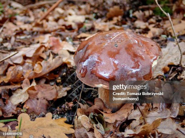 earthen treasures of new forest: boletus mushroom - noble rot stock pictures, royalty-free photos & images