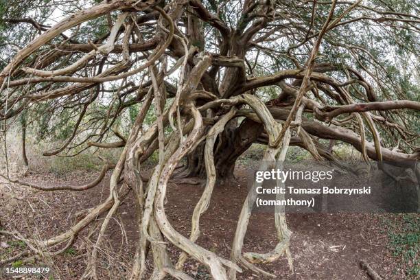 the mighty yew of kingley vale - yew stock pictures, royalty-free photos & images
