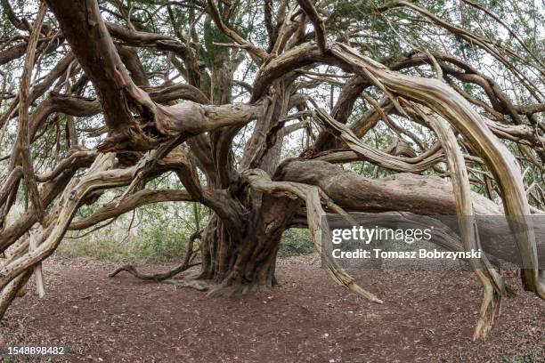 whispers of the ancient yew: tales from kingley vale - tejo fotografías e imágenes de stock