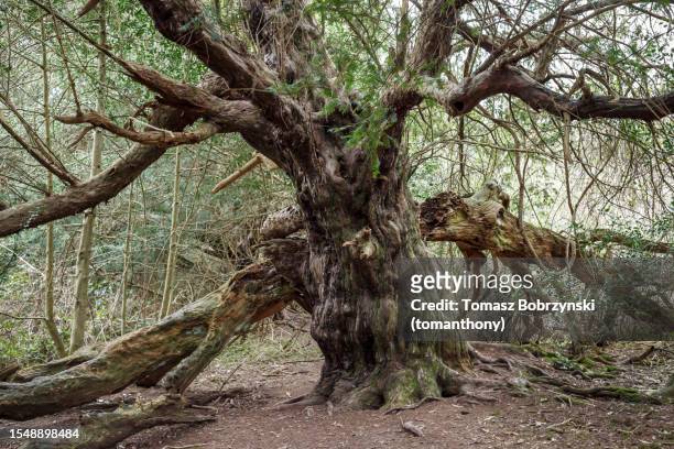 the mighty guardian: ancient giant yew tree of kingley vale - yew stock pictures, royalty-free photos & images