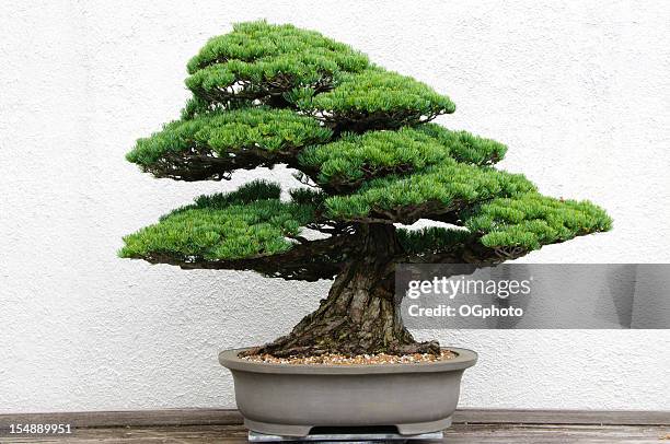 bonsai tree - bonsai stockfoto's en -beelden