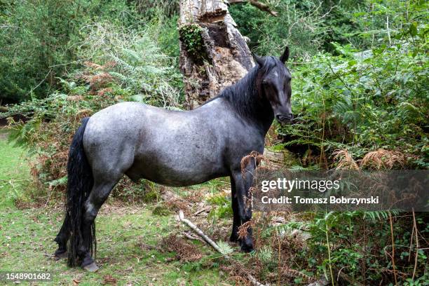 solitary grace: dark grey male pony amidst lush new forest landscape - grautier pferdeartige stock-fotos und bilder