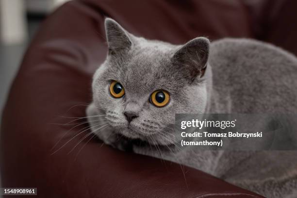 casual comfort: a young british blue cat lounging on a bean bag - korthaarkat stockfoto's en -beelden