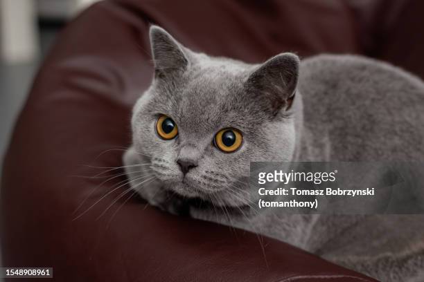 casual comfort: a young british blue cat lounging on a bean bag - shorthair cat stock pictures, royalty-free photos & images