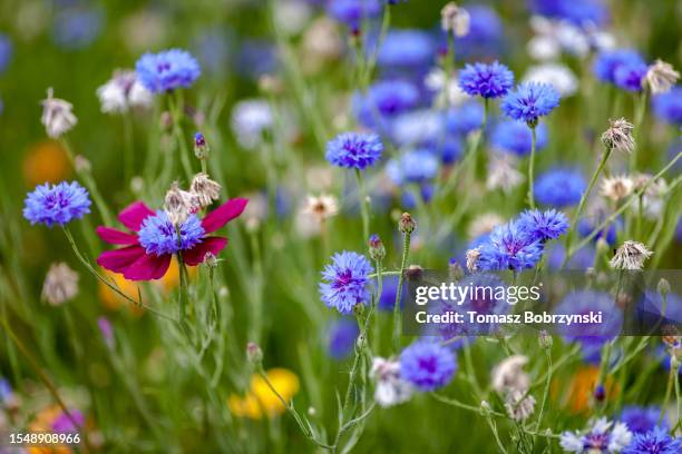 nature's tapestry: a burst of colors in a wildflower field - flower tapestry stockfoto's en -beelden