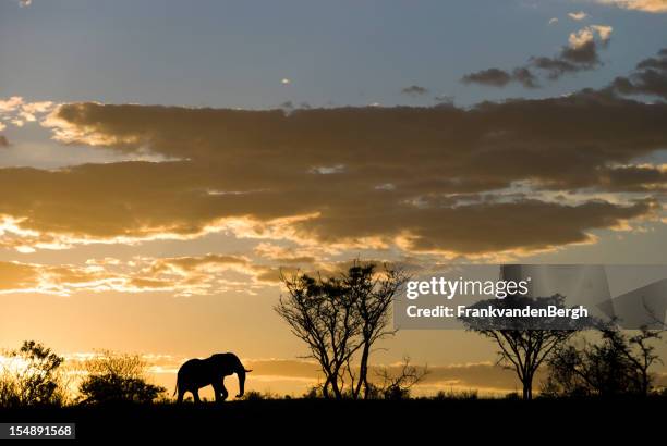 elephant silhouette bei sonnenuntergang - südafrika safari stock-fotos und bilder