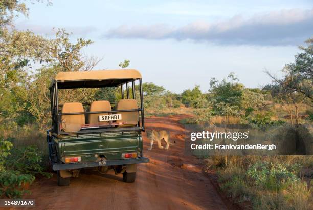 lions de crossing - parque nacional de kruger fotografías e imágenes de stock