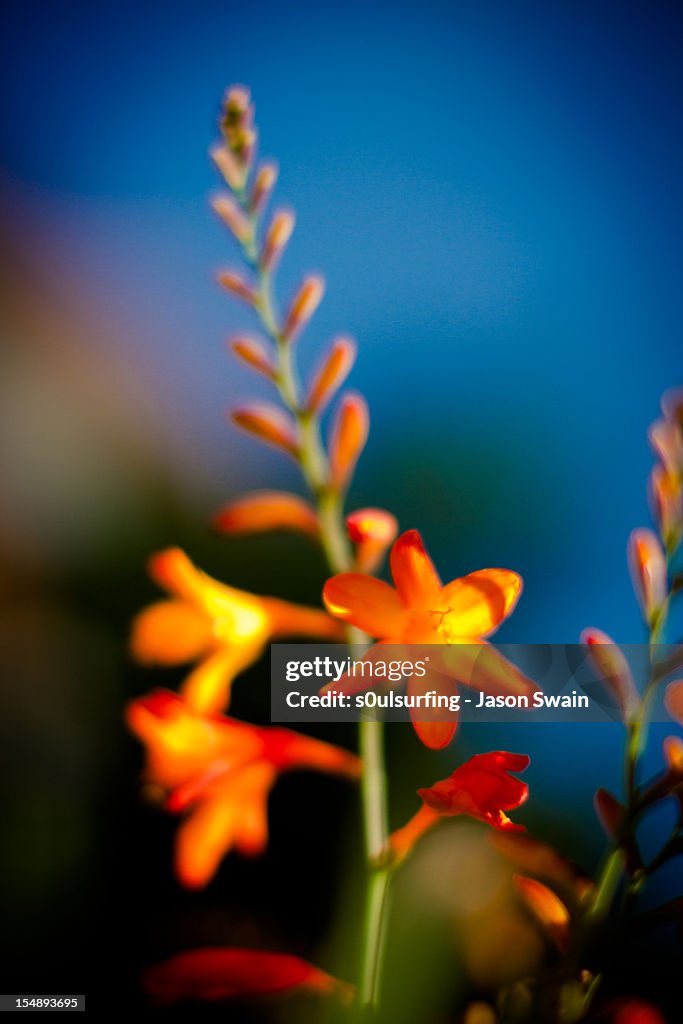 50mm Montbretia blues