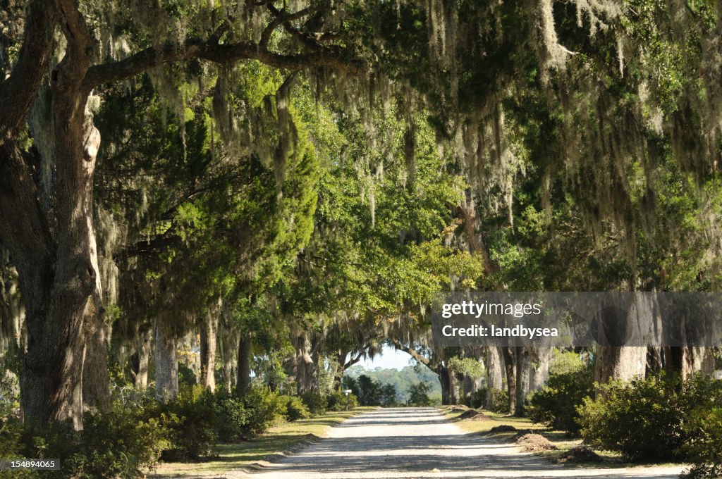 Road with Live Oaks in Savannah