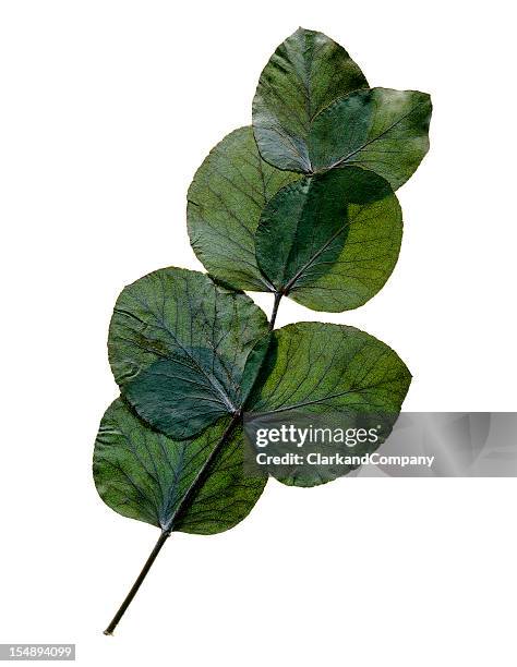 pressed eucalyptus leaves isolated on white - platt bildbanksfoton och bilder