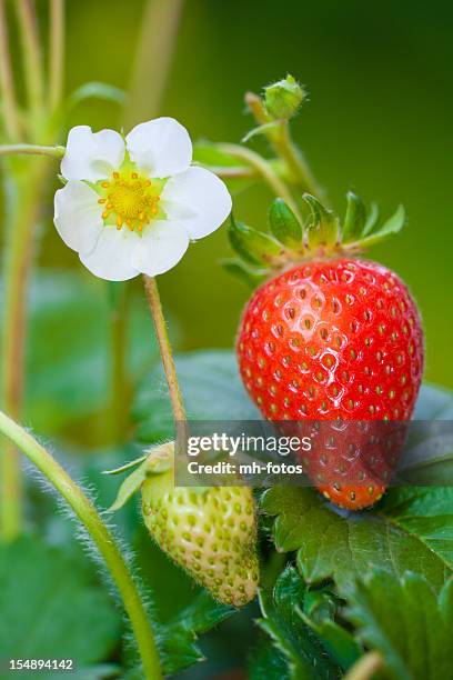 5 681点のいちご 花のストックフォト Getty Images 5 681点のいちご 花のストックフォト Getty Images