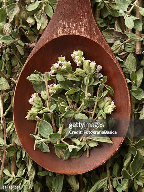 fresh oregano - oregano stock pictures, royalty-free photos & images