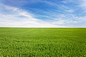 Green meadow field under a blue sky with clouds