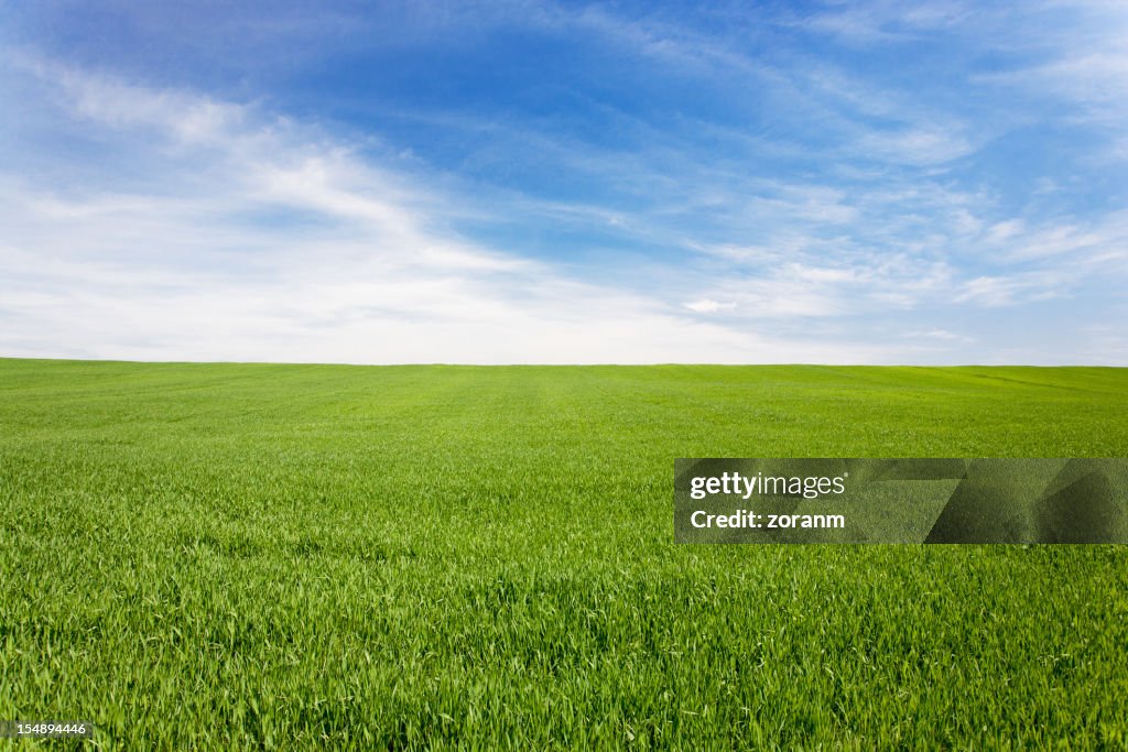 Green meadow field under a blue sky with clouds