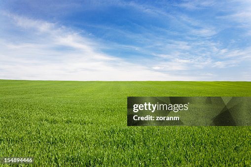 Green meadow field under a blue sky with clouds Green meadow field under a blue sky with clouds