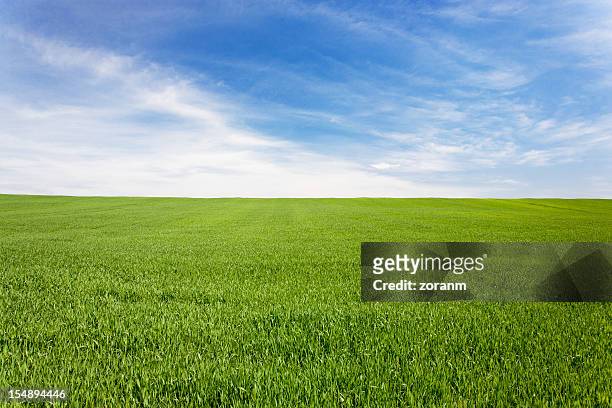green meadow field under a blue sky with clouds - agricultural field stock pictures, royalty-free photos & images