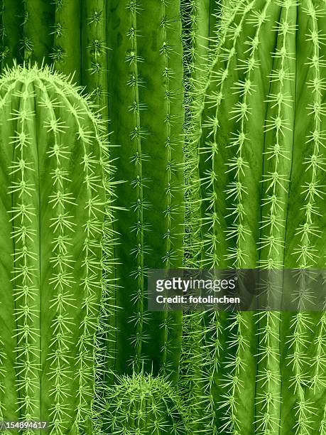 cactus background - cactus stock pictures, royalty-free photos & images