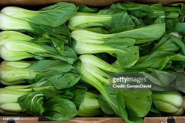 muitos verde, fel orgânico couve branca chinesa pôr em linhas. - chinese cabbage imagens e fotografias de stock