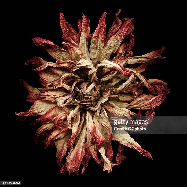 dried dahlia - dead stock pictures, royalty-free photos & images