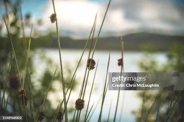 loch ard in scotland - off the beaten path refrán en inglés fotografías e imágenes de stock