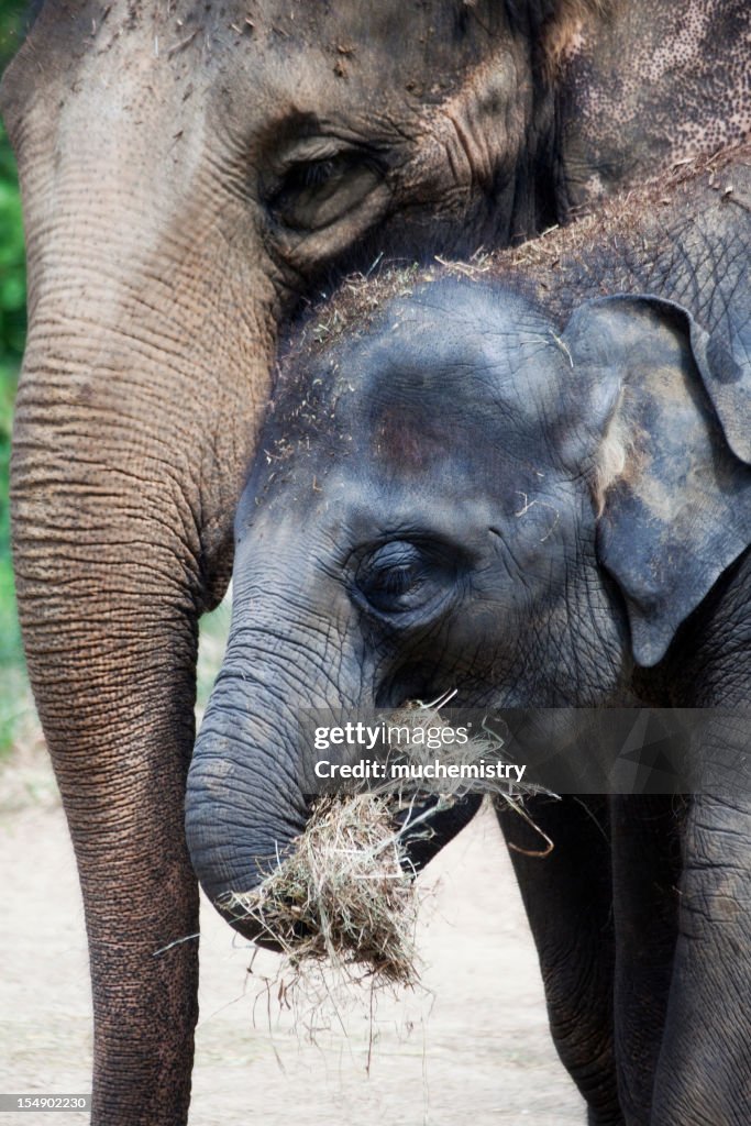 Mother and Baby Asian Elephants