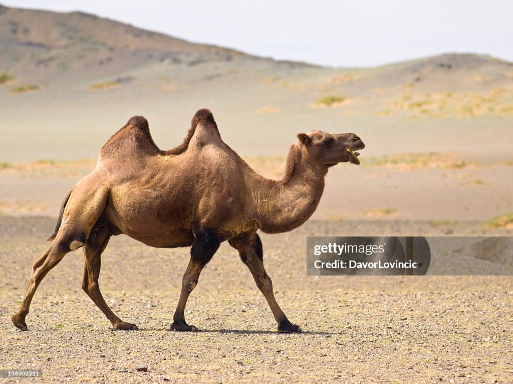 A desert camel with two jumps waking in the sand