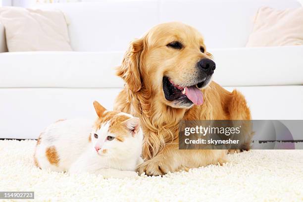 cat and dog resting together. - cat and dog stock pictures, royalty-free photos & images