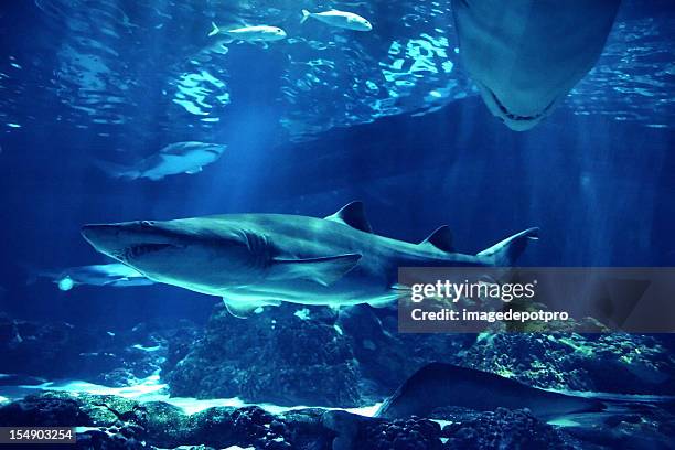 swimming sharks - deep ocean predator stock pictures, royalty-free photos & images