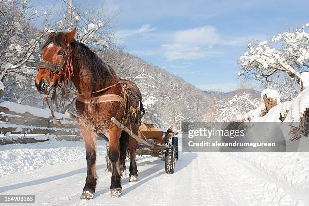 draft horse - zugpferd stock-fotos und bilder