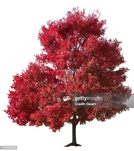 autumn red maple tree isolated - esdoorn stockfoto's en -beelden