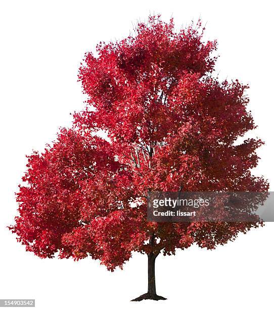 autumn red maple tree isolated - maple tree stock pictures, royalty-free photos & images