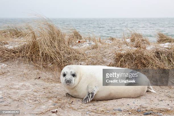 cría de foca gris en helgoland dunas - foca fotografías e imágenes de stock